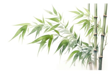 Bamboo plant white background freshness.