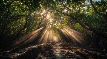 Serene Sunlit Mangrove Tunnels in Everglades National Park: Vibrant Colors and Dappled Light Through Leaves, Captured with Nikon D850. Landscape Photography Delight.