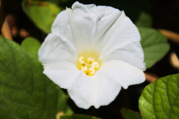 The white corolla flower is taken in the upper position and the yellow stamens are visible