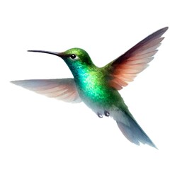 Obraz premium Hummingbird,ハチドリ