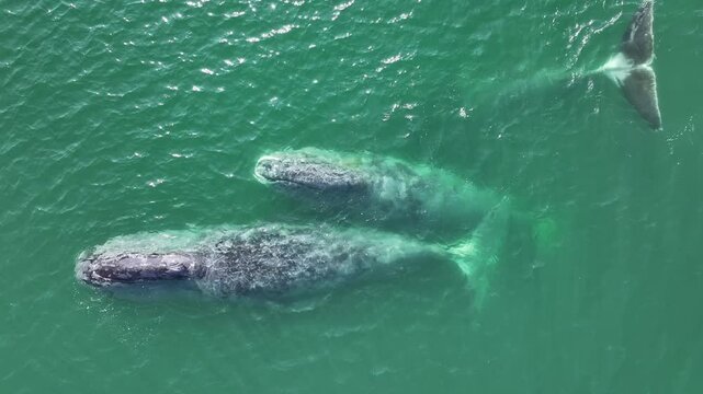 Rare Bowhead Whales Floating in the Sea - Aerial Drone Footage