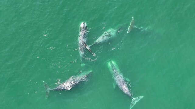 5 bowhead whales swim near the shore, rubbing against rocks in the sea, in August on the Shantar Islands. aerial video, 90 degrees video, drone video, bird's eye view 4k