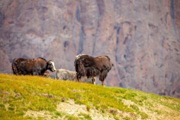 A herd of yaks graze in the mountains. Himalayan big yak in a beautiful landscape. Hairy cow cattle wild animal in nature in Tibet. Sunny summer day in the wild. Farm animal in Nepal and Tibet.