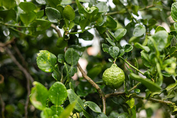 Kaffir Lime Fruit On The Tree