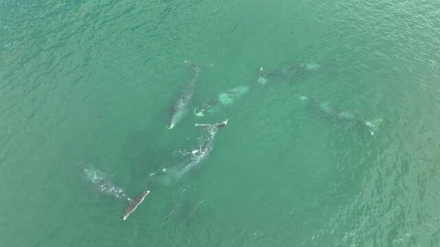 Bowhead whales, scientifically referred to as Balaena mysticetus, glide near the coast, engaging in communication while spouting water. This stunning 4k drone footage captures a bird's-eye view of the