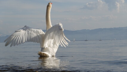 Bodensee Schwan