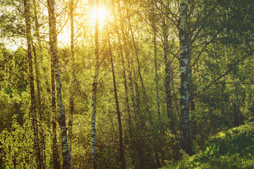 Obraz premium Grove of birches with young green leaves at sunset or sunrise in spring or summer. Vintage film aesthetic.