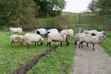 Fototapeta premium mouton