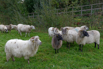 mouton