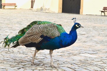 peacock bird walking in the yard