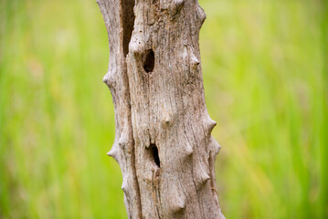 Fototapeta premium Closeup of a Tree Trunk with Knots and a Hole.