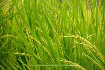 Green Rice Plants Close Up