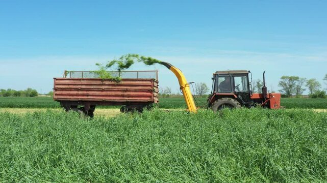 Low view of tractor with mounted machine forage harvester as cutting green crop for silage 