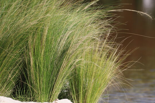 Stipa tenuissima, mexican feather grass in garden.