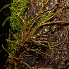 orchid growing on tree 