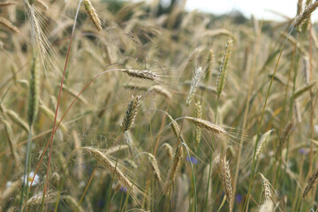 Background of ripening ears of rye field. Close up photo of nature. Harvest concept. Field of agricultural crops. Ears of a rye field close-up