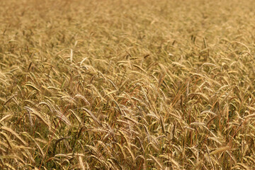 Background of ripening ears of rye field. Close up photo of nature. Harvest concept. Field of agricultural crops. Ears of a rye field close-up