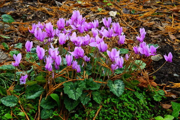 bouquet de cyclamen
