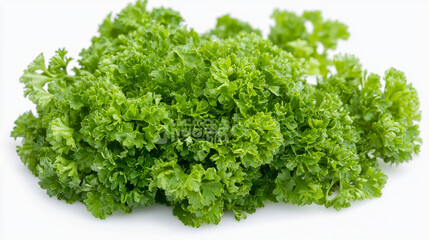 Obraz premium A bunch of fresh cilantro with its delicate, curly leaves, isolated on a white background
