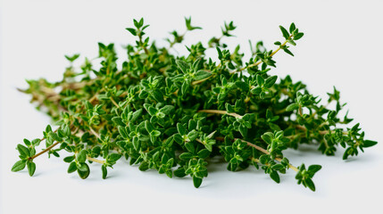 A bunch of fresh lemon thyme leaves with small, delicate stems, isolated on a white background