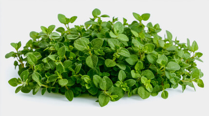 Obraz premium A bunch of fresh lemon thyme leaves with small, delicate stems, isolated on a white background