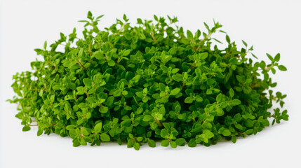 Obraz premium A bundle of fresh thyme with tiny, fragrant green leaves, arranged on a white background