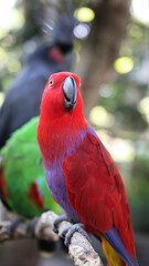 Red Female Molluccan Eclectus Rare Tropical Parrot sitting on a tree Branch with Green Male and Palm Cockatoo both hardly visible on Blurry Background