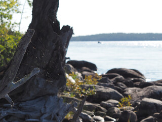 Fototapeta premium A large tree stump with a spider web on it. The stump is surrounded by rocks and a body of water.