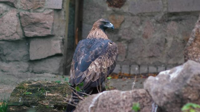 steppe eagle adult in an enclosure of a zoo or reserve, eagle representative of the hawk family in a zoo
