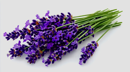 A collection of fresh lavender flowers with their vibrant purple petals, arranged on a white background