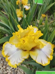 A vibrant yellow iris in full bloom, showcasing its delicate ruffled petals and intricate details. Surrounded by lush green foliage, the flower radiates warmth and beauty