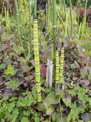 This unique horsetail plant, with its segmented, bamboo-like stems and vibrant green color, adds a...