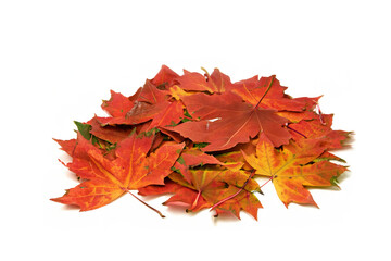 낙엽 단풍 은행잎 3