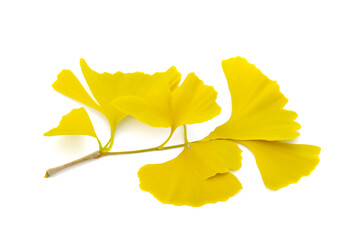 낙엽 단풍 은행잎 1