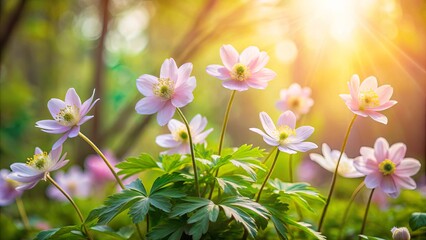 Obraz premium Delicate pastel blossoms reaching for the sunlight, a vibrant display of nature's artistry, illuminated by the warm glow of the sun.