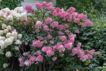 Hydrangea paniculata Vanille Fraise on a stem