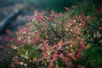 Colorful leaves in shades of red and green flourish in the gentle light of the forest, creating a serene atmosphere typical of autumn's beauty and transition