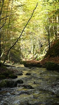 Vertical shot of a mountain stream in a forest, slow motion, next to Josefsthaler Wasserf&auml;lle, Bavaria