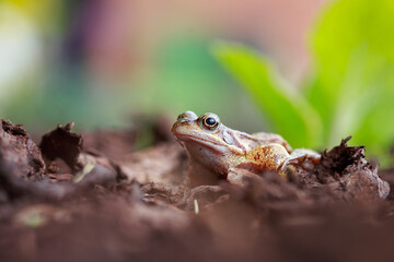 close up of garden frog