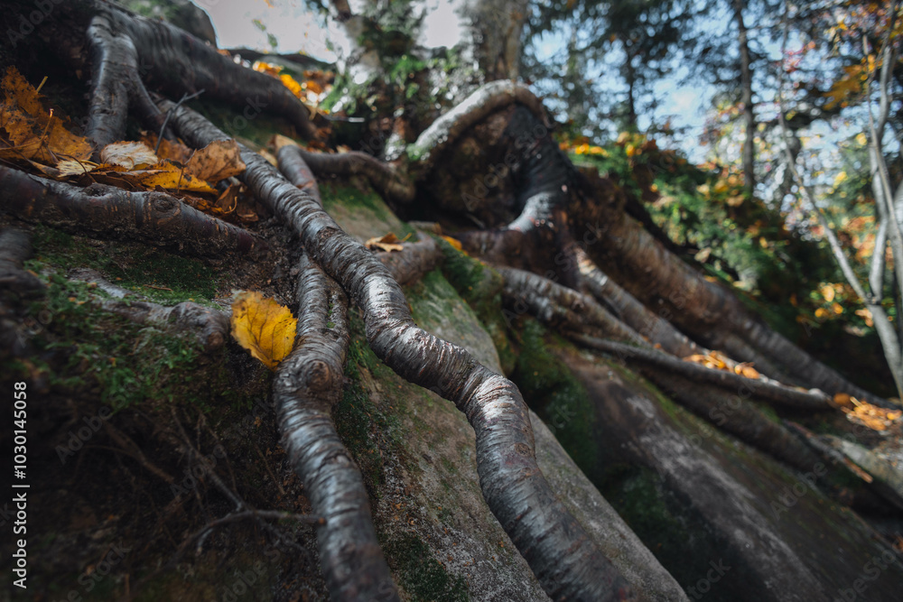 Poster a close-up view captures the complex intertwining roots of a tree merging beautifully with rugged ro