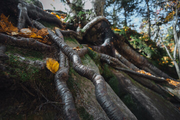 A close-up view captures the complex intertwining roots of a tree merging beautifully with rugged rocks and scattered autumn leaves
