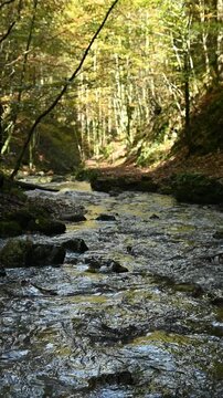 Vertical shot of a mountain stream in a forest, slow motion, next to Josefsthaler Wasserf&auml;lle, Bavaria