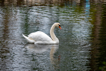 Eleganter Schwan schwimmt majestätisch auf dem See