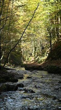 Vertical shot of a mountain stream in a forest, slow motion, next to Josefsthaler Wasserf&auml;lle, Bavaria