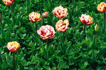 Fringed tulips on a flowerbed in a recreation park.