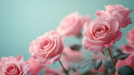 Pink Roses Blooming in Soft Light
