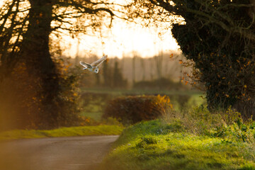 barn owl at sunset