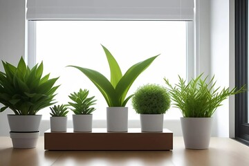 Five distinct indoor plants displayed in white pots, highlighting various shapes and colors of leaves in a cozy environment.