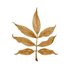 Watercolor autumn sepia ash leaf. Hand drawn illustration.