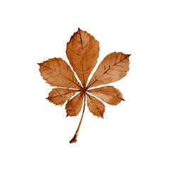 Watercolor autumn sepia horse chestnut leaf. Isolated hand drawn illustration.